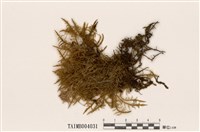 藏品(大濕原苔)的圖片